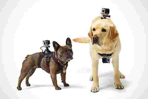 GoPro终于为人类最好的朋友推出了相机线束
